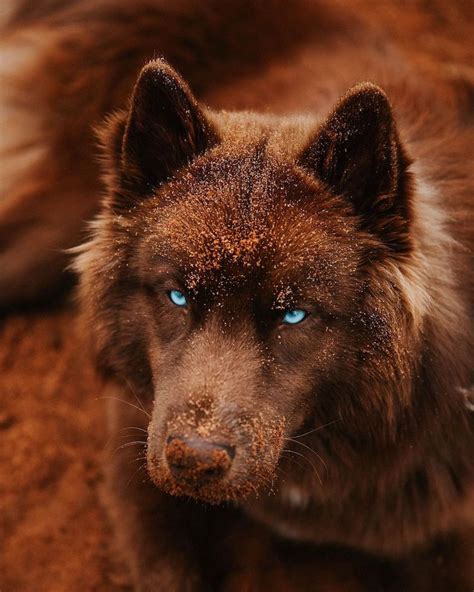 siberian husky brown